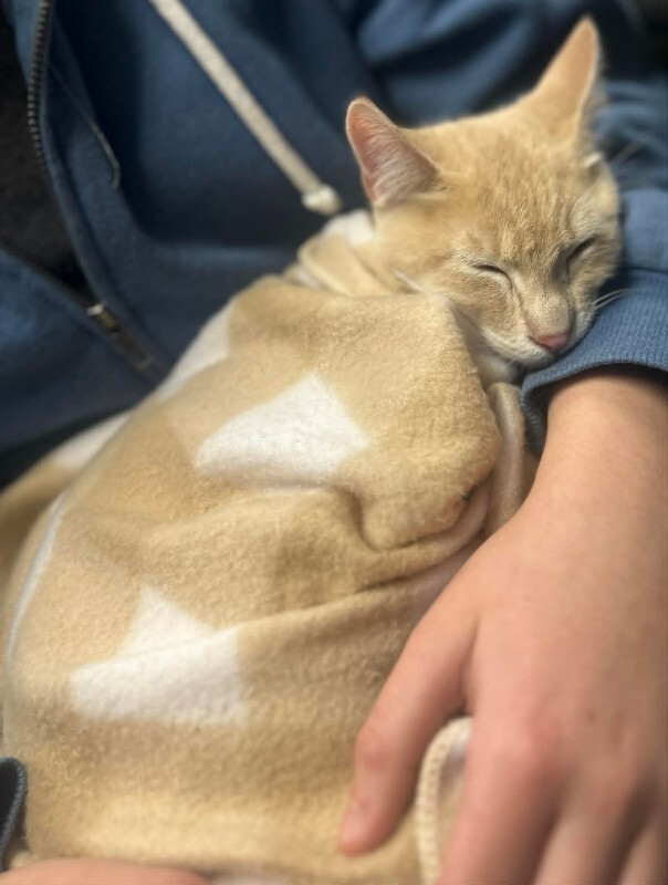 Picture of the Animal Listed